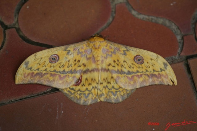 006 Lepidoptera Live Aurivilius triramis IMG_1513WTMK.JPG