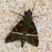 014 Lepidoptera Live Heterocera Sphingiidae IMG_4876WTMK.JPG
