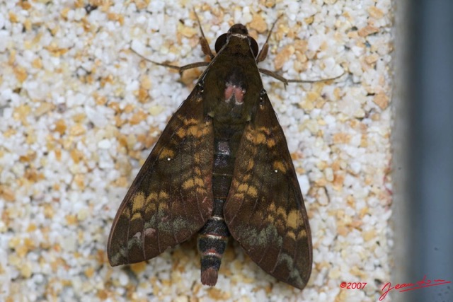 015 Lepidoptera Live Heterocera Sphingiidae IMG_4880WTMK.JPG