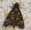 015 Lepidoptera Live Heterocera Sphingiidae IMG_4880WTMK.JPG