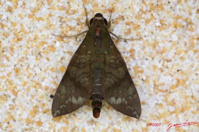 016 Lepidoptera Live Heterocera Sphingiidae IMG_4884WTMK.JPG