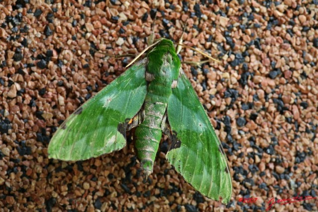 017 Lepidoptera Live Heterocera Sphingiidae IMG_4891WTMK.JPG