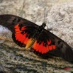 020 Lepidoptera Live Mont KALAMI Acraea zetes 7IMG_6404WTMK.JPG