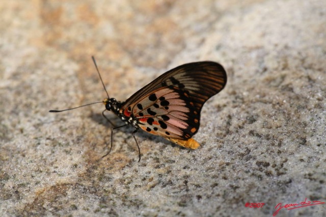 021 Lepidoptera Live Mont KALAMI Acraea zetes 7IMG_6408WTMK.JPG