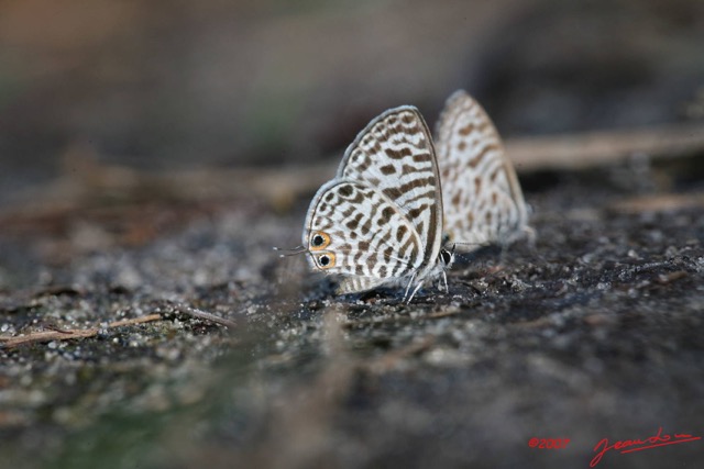 025 Lepidoptera Live Leptotes pirithous m 7IMG_8386Awtmk.JPG