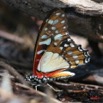 027 Lepidoptera Live Graphium angolanus 7IMG_8394Awtmk.JPG