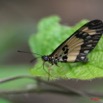 028 Lepidoptera Live Acraea bonassia 7EIMG_9177WTMK.JPG