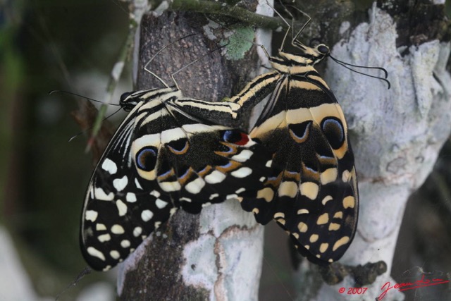 029 Lepidoptera Live LA LOPE Papilio demodocus Accouplement 7EIMG_9786WTMK.JPG