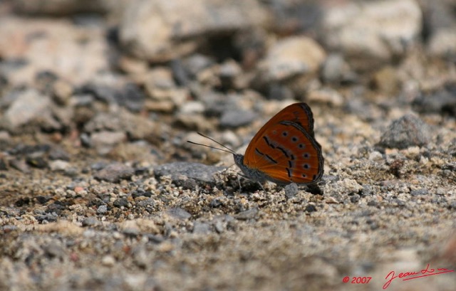 033 Lepidoptera Live Sevenia amulia 7EIMG_1885wtmk.JPG
