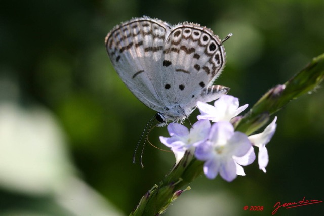 044 Lepidoptera Live Thermoniphas alberici m 8EIMG_17908WTMK.JPG