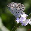 044 Lepidoptera Live Thermoniphas alberici m 8EIMG_17908WTMK.JPG