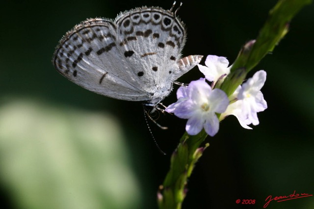 045 Lepidoptera Live Thermoniphas alberici m 8EIMG_17911WTMK.JPG
