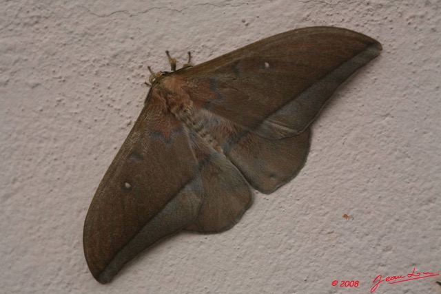 050 Lepidoptera Live Heterocera Lobobunaea acetes m 8EIMG_19169WTMK.JPG