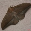 050 Lepidoptera Live Heterocera Lobobunaea acetes m 8EIMG_19169WTMK.JPG