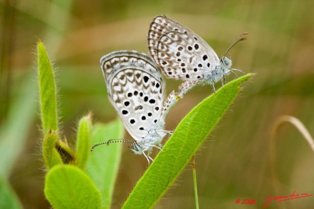 054 Lepidoptera Live Canyon Rouge Lycaenidae Accouplement 8EIMG_25090wtmk.jpg