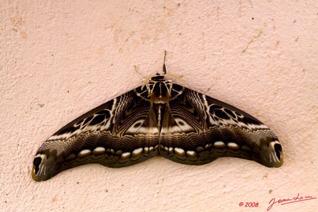055 Lepidoptera Live Dactyloceras lucina 8E2IMG_30091wtmk.jpg
