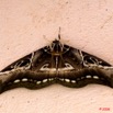 055 Lepidoptera Live Dactyloceras lucina 8E2IMG_30091wtmk.jpg