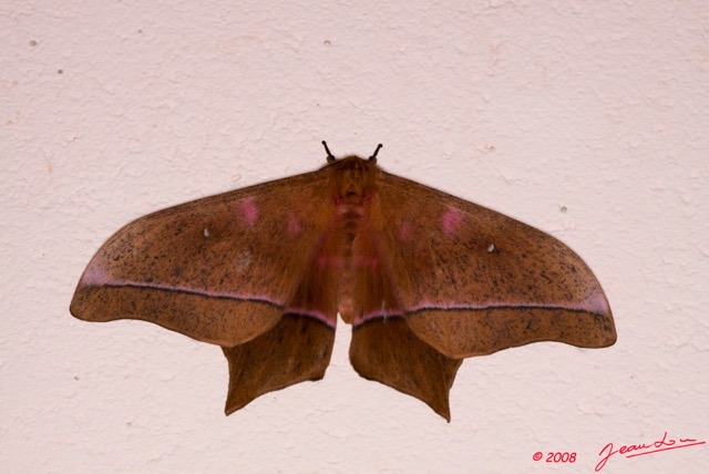 056 Lepidoptera Live Imbrasia epimethea m 8E50IMG_30171wtmk.jpg