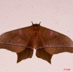056 Lepidoptera Live Imbrasia epimethea m 8E50IMG_30171wtmk.jpg