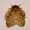 057 Lepidoptera Live Lasiocampidae 8E50IMG_30173wtmk.jpg