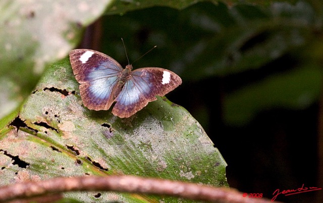 058 Lepidoptera Live AMBINDA 2 Nymphalidae 8E50IMG_30180wtmk.jpg