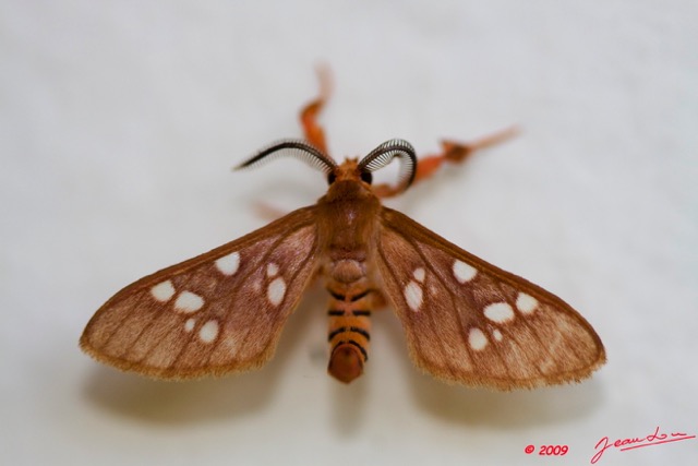 065 Lepidoptera Live Arctiidae 9E50IMG_30429wtmk.jpg