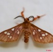 065 Lepidoptera Live Arctiidae 9E50IMG_30429wtmk.jpg