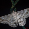 068 Lepidoptera Live Geometridae 9E50IMG_30667wtmk.jpg