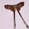 070 Lepidoptera Live Saturnidae Eudaemonia trogophylla 9E50IMG_30693wtmk.jpg