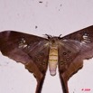 071 Lepidoptera Live Saturnidae Eudaemonia trogophylla 9E50IMG_30690wtmk.jpg