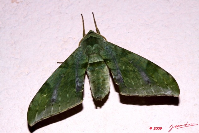 072 Lepidoptera Live Sphingidae 9E50IMG_30688wtmk.jpg