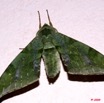 072 Lepidoptera Live Sphingidae 9E50IMG_30688wtmk.jpg