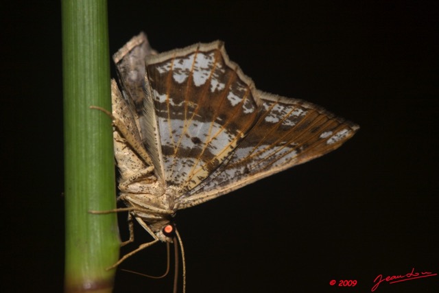 073 Lepidoptera Live Plateaux Bateke 4 Insecte Heterocera 9E50IMG_30866wtmk.jpg