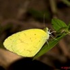 074 Lepidoptera Live Plateaux Bateke 4 Eurema senegalensis 9E50IMG_30842wtmk.jpg