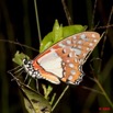 075 Lepidoptera Live Plateaux Bateke 4 Graphium angolanus 9E50IMG_30843wtmk.jpg