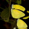 076 Lepidoptera Live Plateaux Bateke 4 Eurema senegalensis 9E50IMG_30844wtmk.jpg