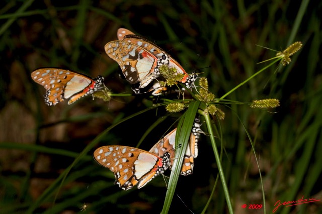 077 Lepidoptera Live Plateaux Bateke 4 Graphium angolanus 9E50IMG_30846wtmk.jpg
