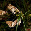 077 Lepidoptera Live Plateaux Bateke 4 Graphium angolanus 9E50IMG_30846wtmk.jpg