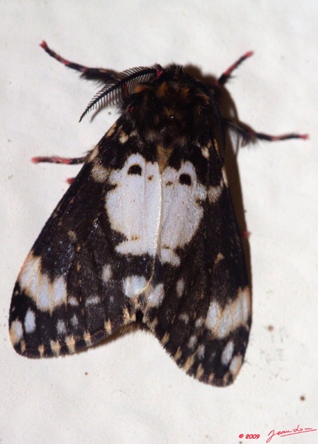 078 Lepidoptera Live Heterocera 9E50IMG_31659wtmk.jpg