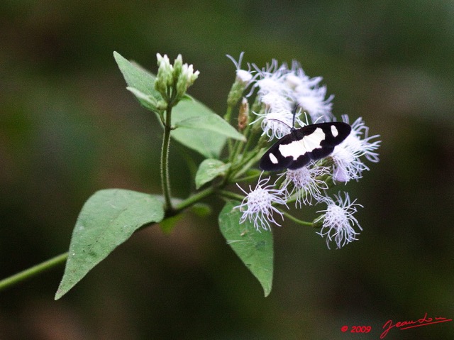 079 Lepidoptera Live et Fleur 9E50IMG_31666wtmk.jpg