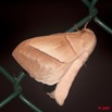 082 Lepidoptera Live Heterocera Lasiocampidae 9E50IMG_31696wtmk.jpg
