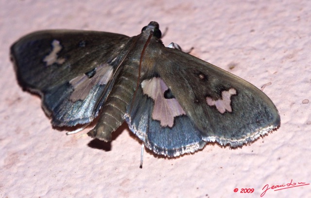 085 Lepidoptera Live Heterocera Pyralidae 9E50IMG_31703wtmk.jpg