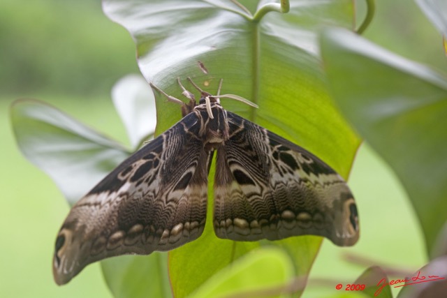 088 Lepidoptera Live Dactyloceras lucina 9E5K2IMG_55174wtmk.jpg