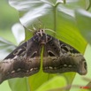 088 Lepidoptera Live Dactyloceras lucina 9E5K2IMG_55174wtmk.jpg