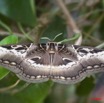 089 Lepidoptera Live Dactyloceras lucina 9E5K2IMG_55182wtmk.jpg