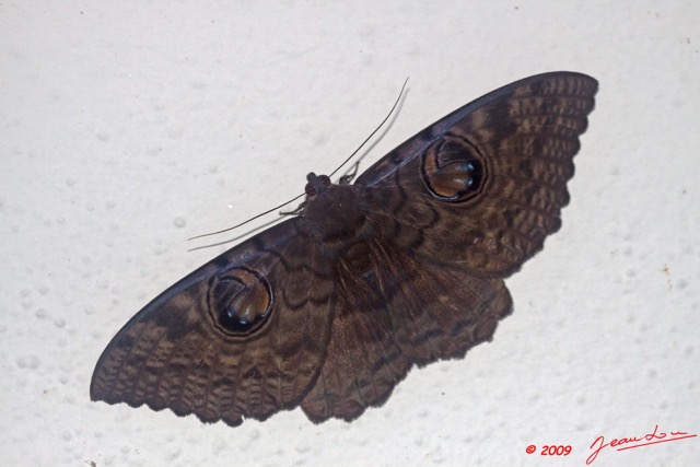 093 Lepidoptera Live Heterocera Noctuidae 9E50IMG_31854wtmk.jpg