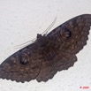 093 Lepidoptera Live Heterocera Noctuidae 9E50IMG_31854wtmk.jpg