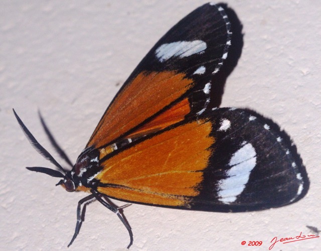 094 Lepidoptera Live Heterocera Arctiidae 9E50IMG_31868wtmk.jpg