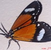 094 Lepidoptera Live Heterocera Arctiidae 9E50IMG_31868wtmk.jpg