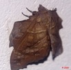 095 Lepidoptera Live Heterocera Lasiocampidae 9E50IMG_31838wtmk.jpg